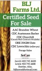 Certified Seed For Sale